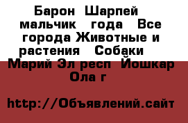 Барон (Шарпей), мальчик 3 года - Все города Животные и растения » Собаки   . Марий Эл респ.,Йошкар-Ола г.